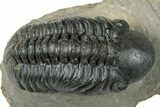 Detailed Reedops Trilobite - Atchana, Morocco #323695-3